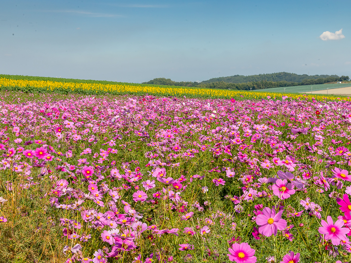 Sunflower and Cosmos Fields