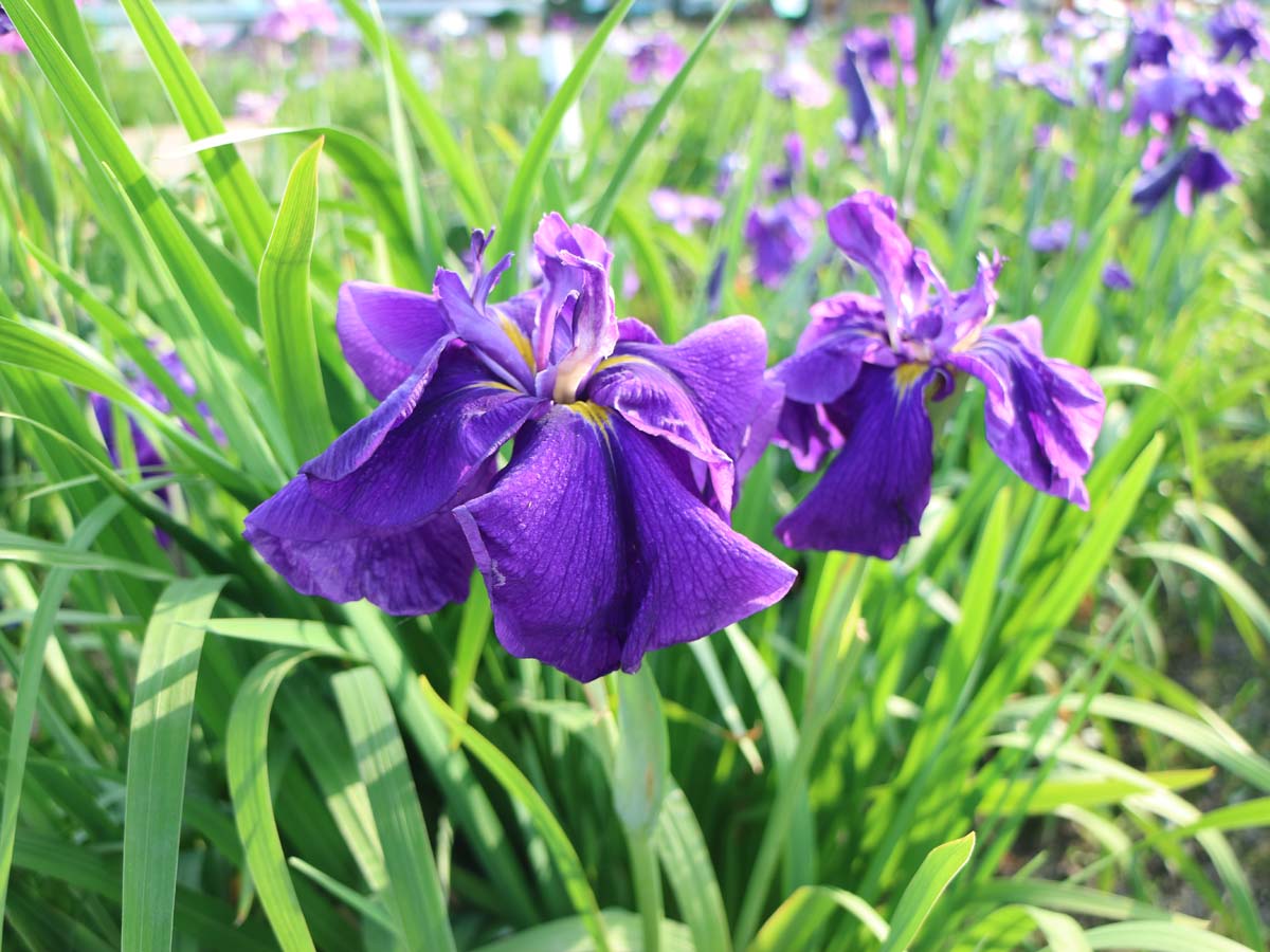 萬葉公園　花しょうぶまつり