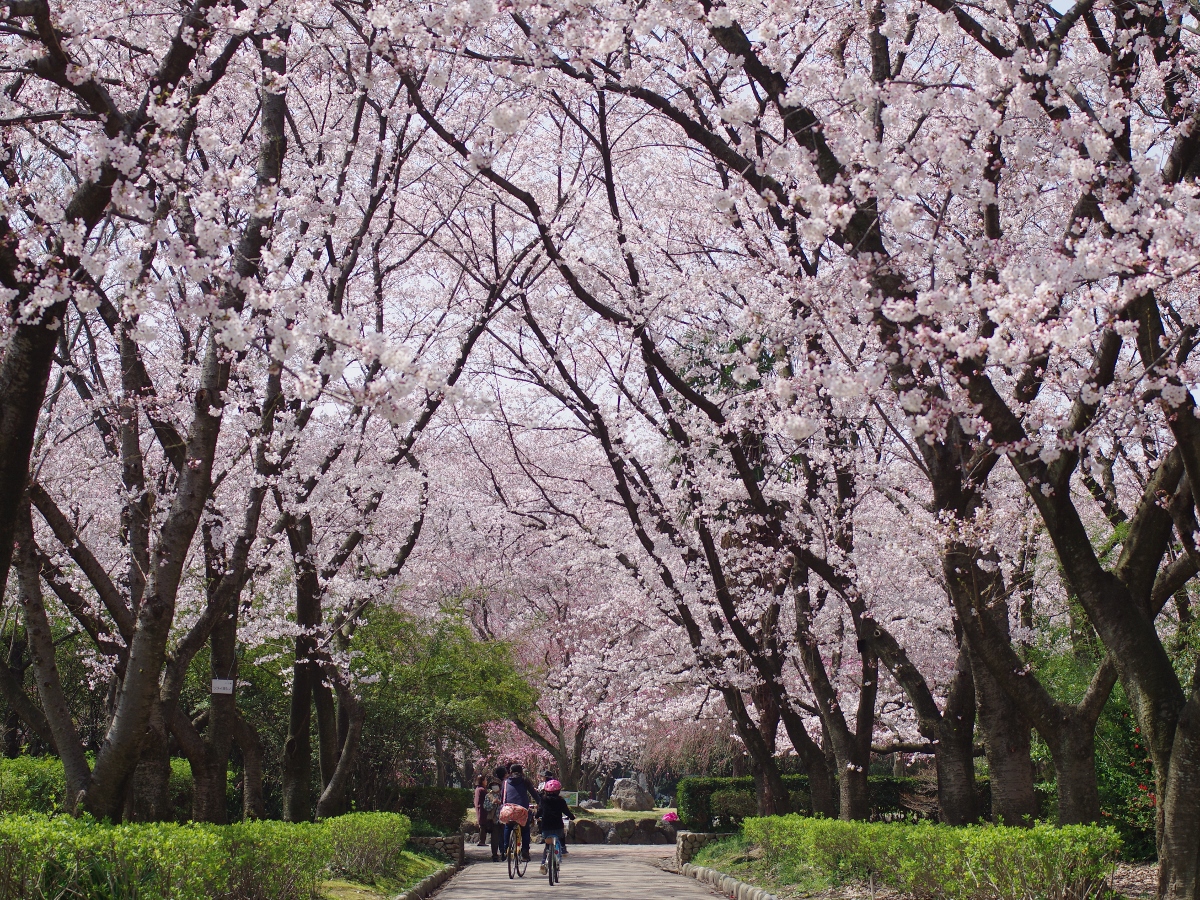 庄内緑地「ツバキ」