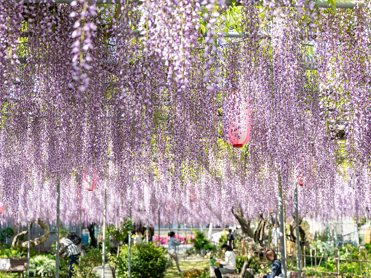 広藤園藤まつり