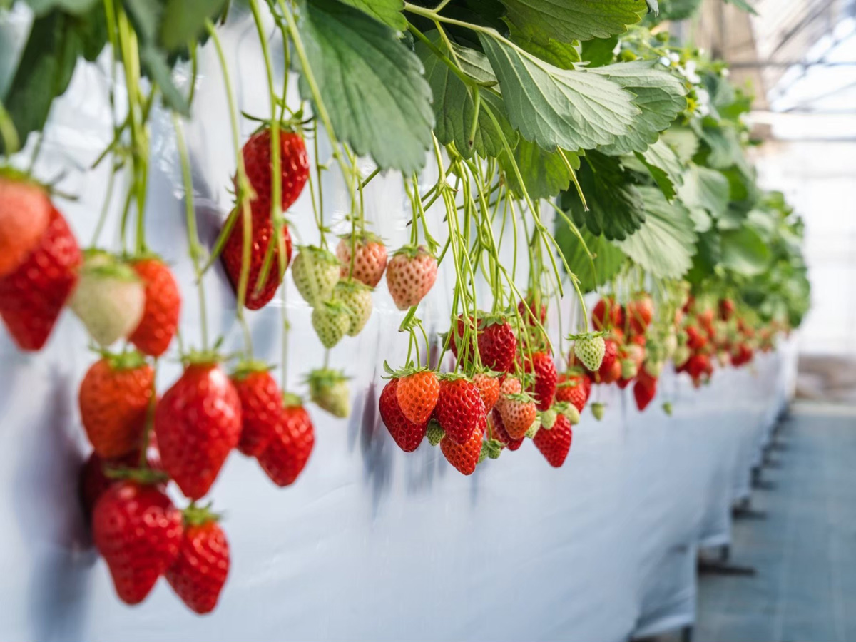 ストロベリーファーム ソービー