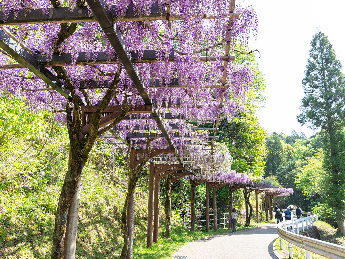 豊田市 ふじまつり ふじの回廊