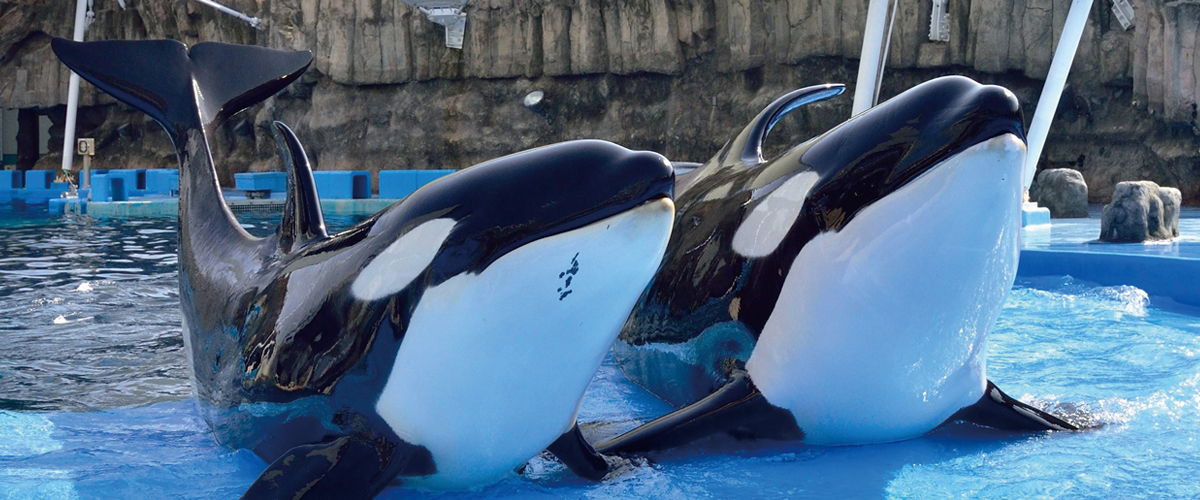 孩子們的遊玩區和遊樂園