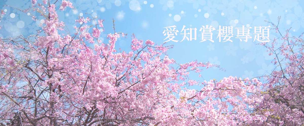 愛知賞櫻專題