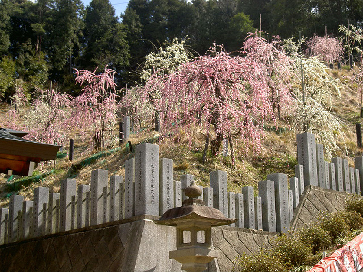 大縣神社梅園　梅花節
