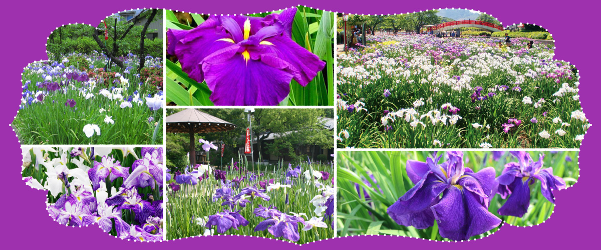 花菖蒲＆燕子花節・名勝專題