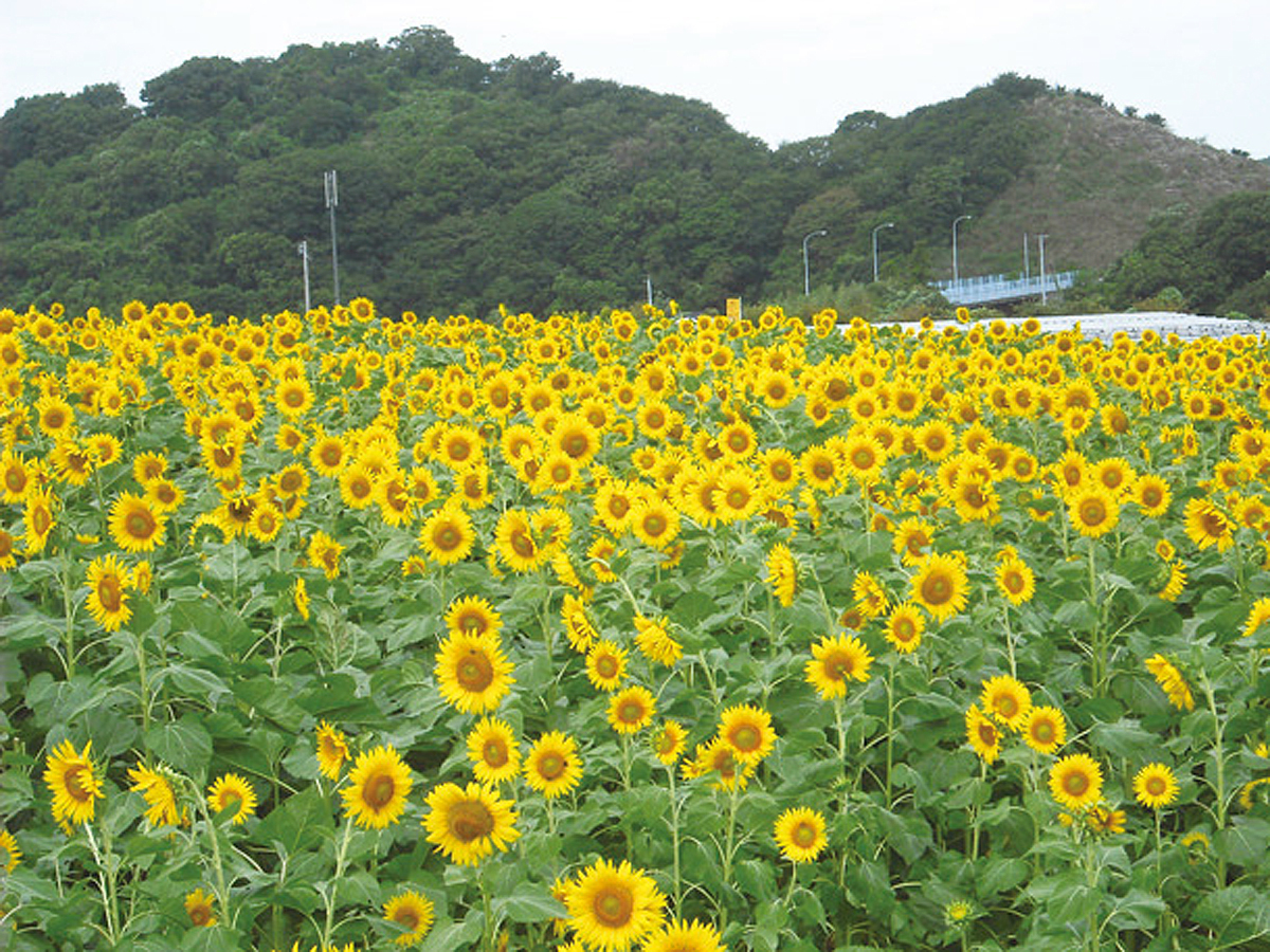 Tourism Farm Hana Hiroba