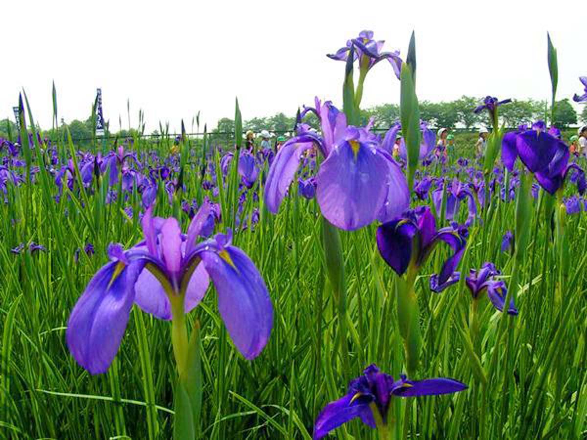 花かつみまつり