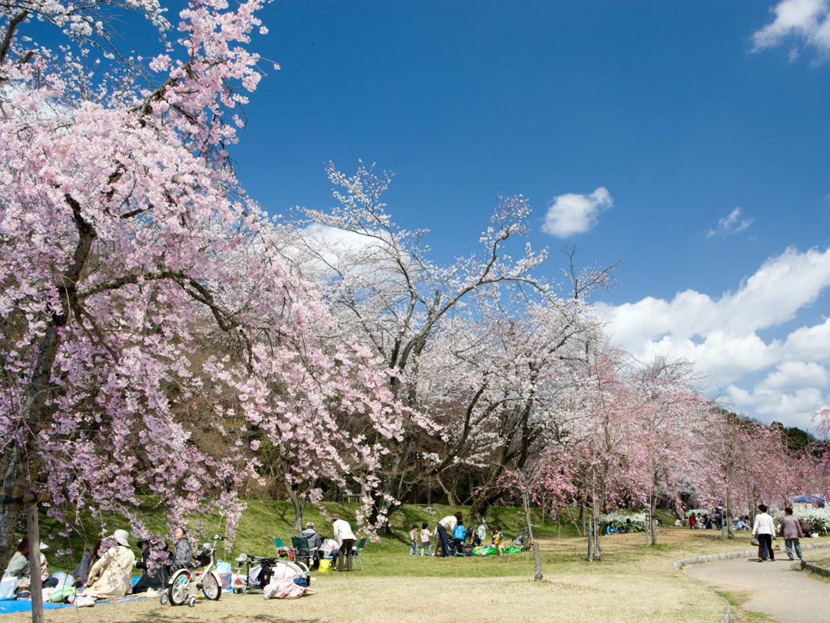 水源公園の桜