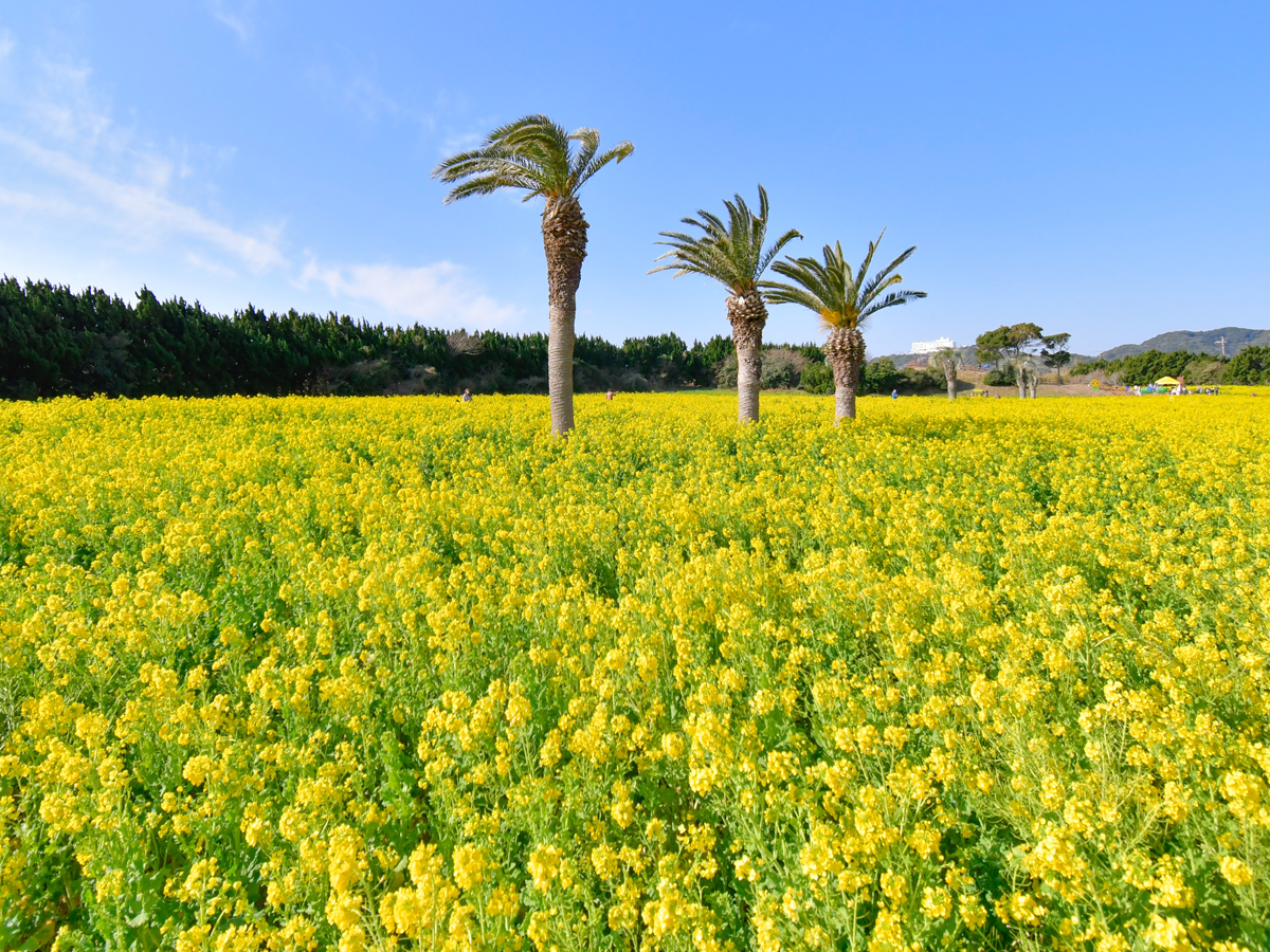 渥美半島菜の花まつり