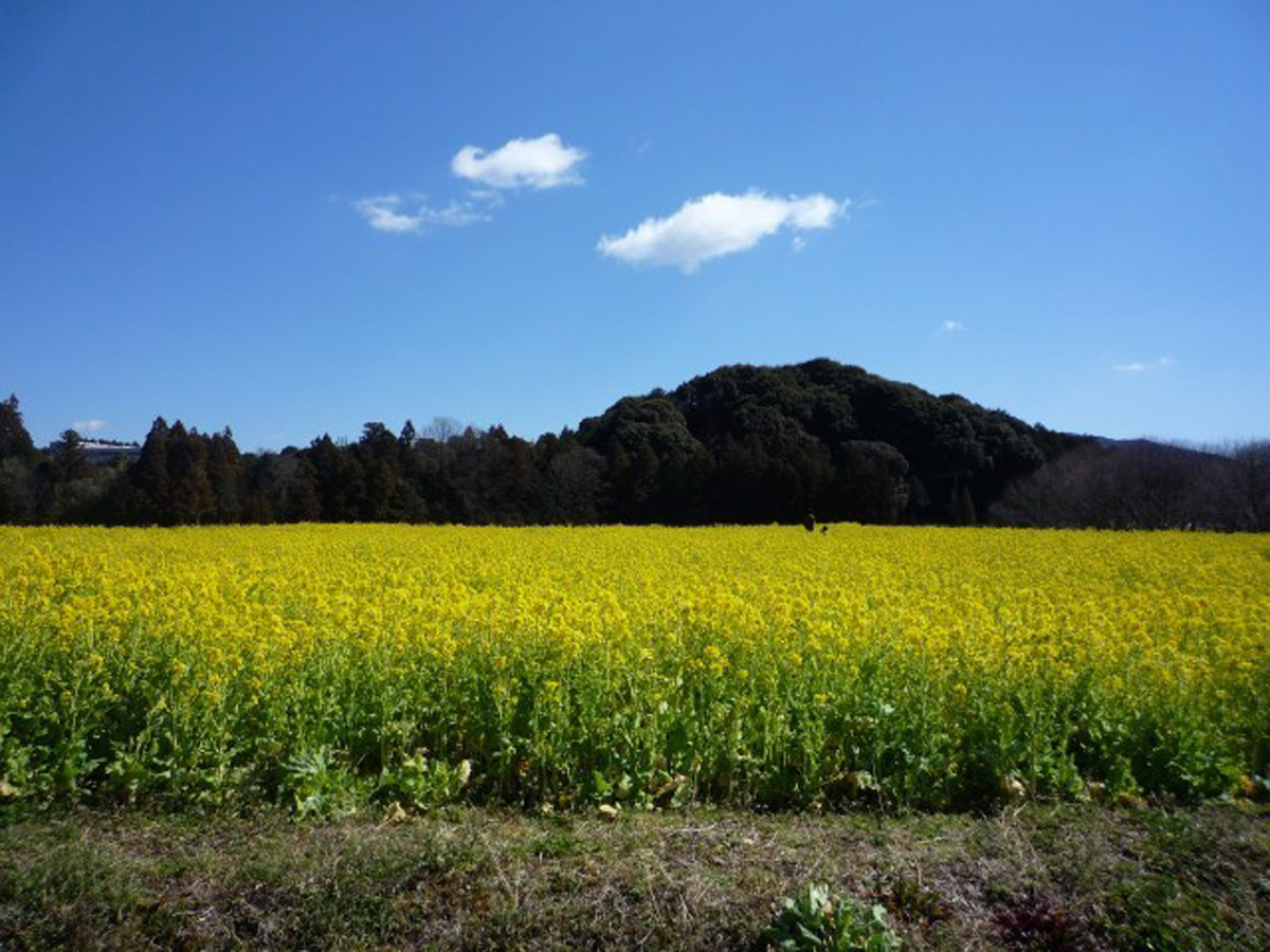 Shinshiro Rapeseed Blossom Festival