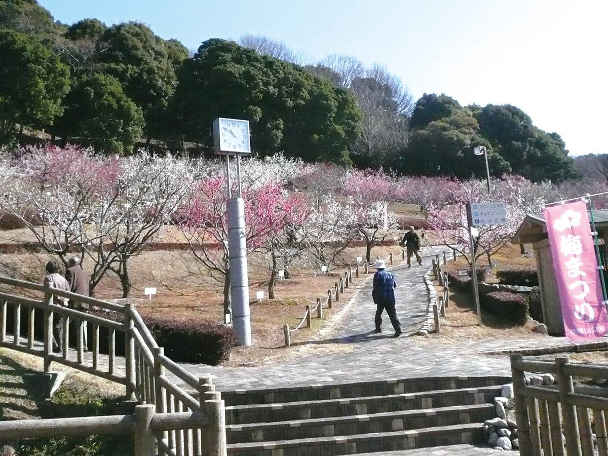 赤塚山公園梅花節