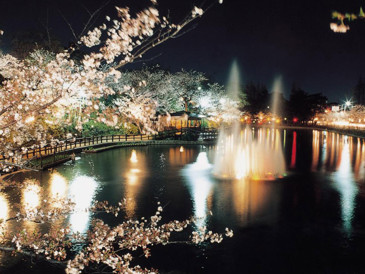 刈谷的櫻花節（龜城公園）