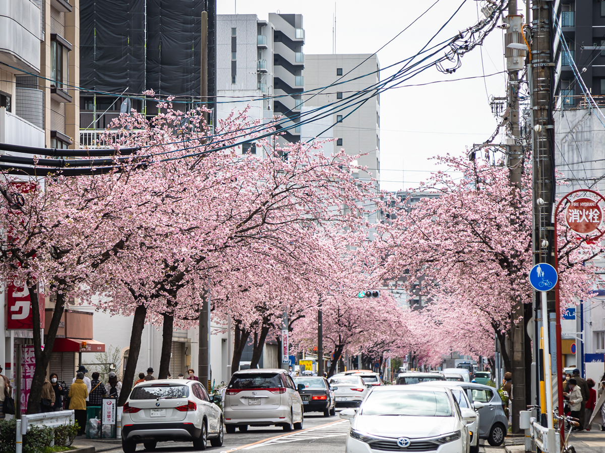 「オオカンザクラ」の並木道