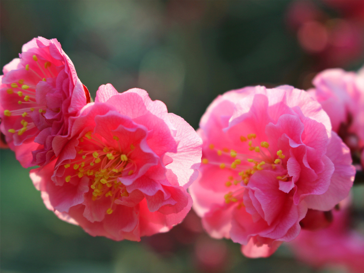 接連開放 德川園的梅花、桃花、櫻花