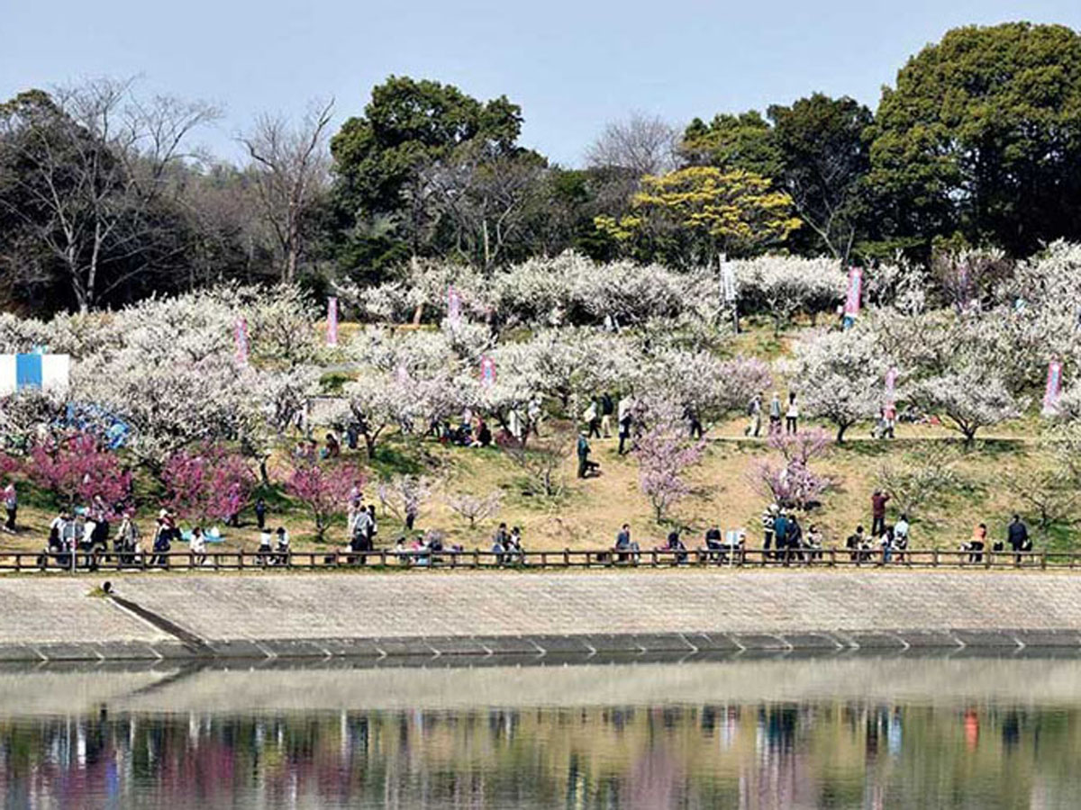 佐布里池梅花節
