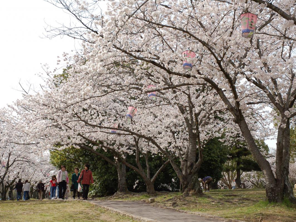 刈谷的櫻花節 (洲原公園)
