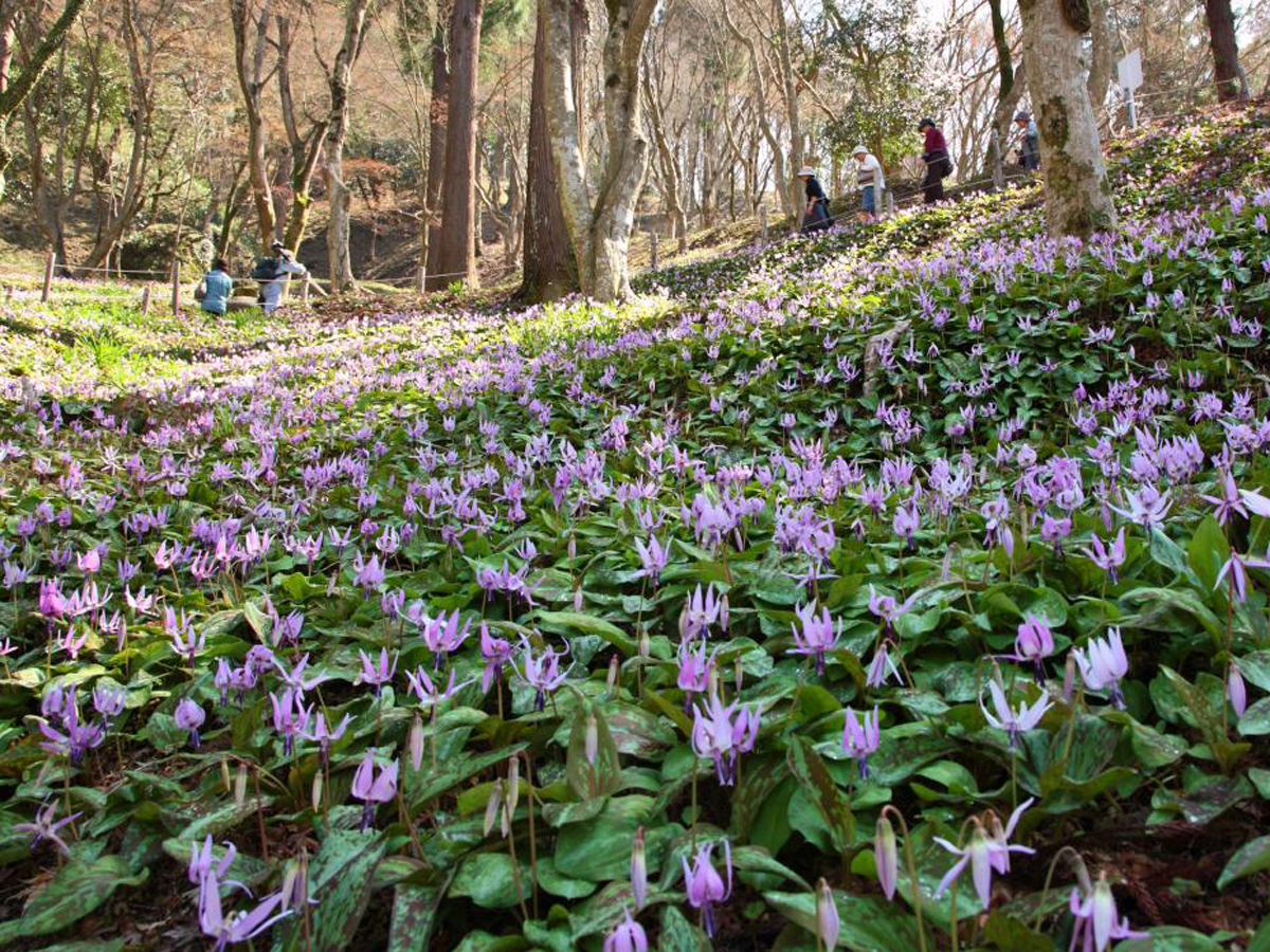 カタクリ群生
