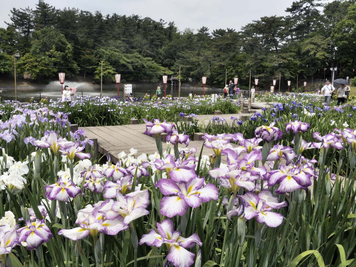 東公園菖蒲まつり