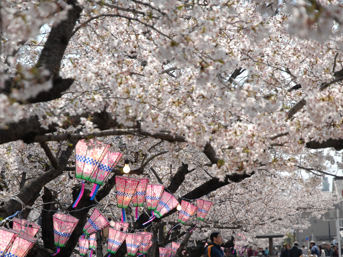 西尾六万石桜まつり