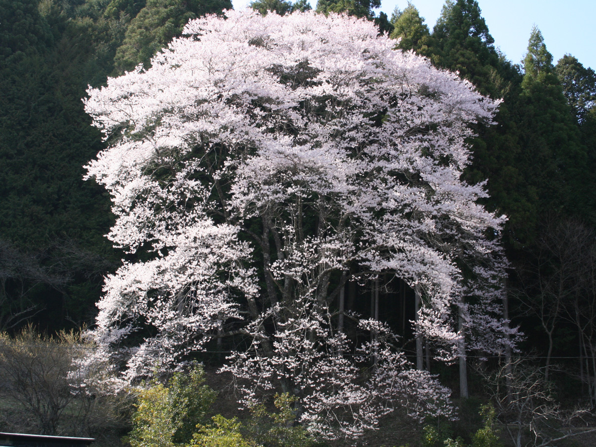 神田のエドヒガンザクラ