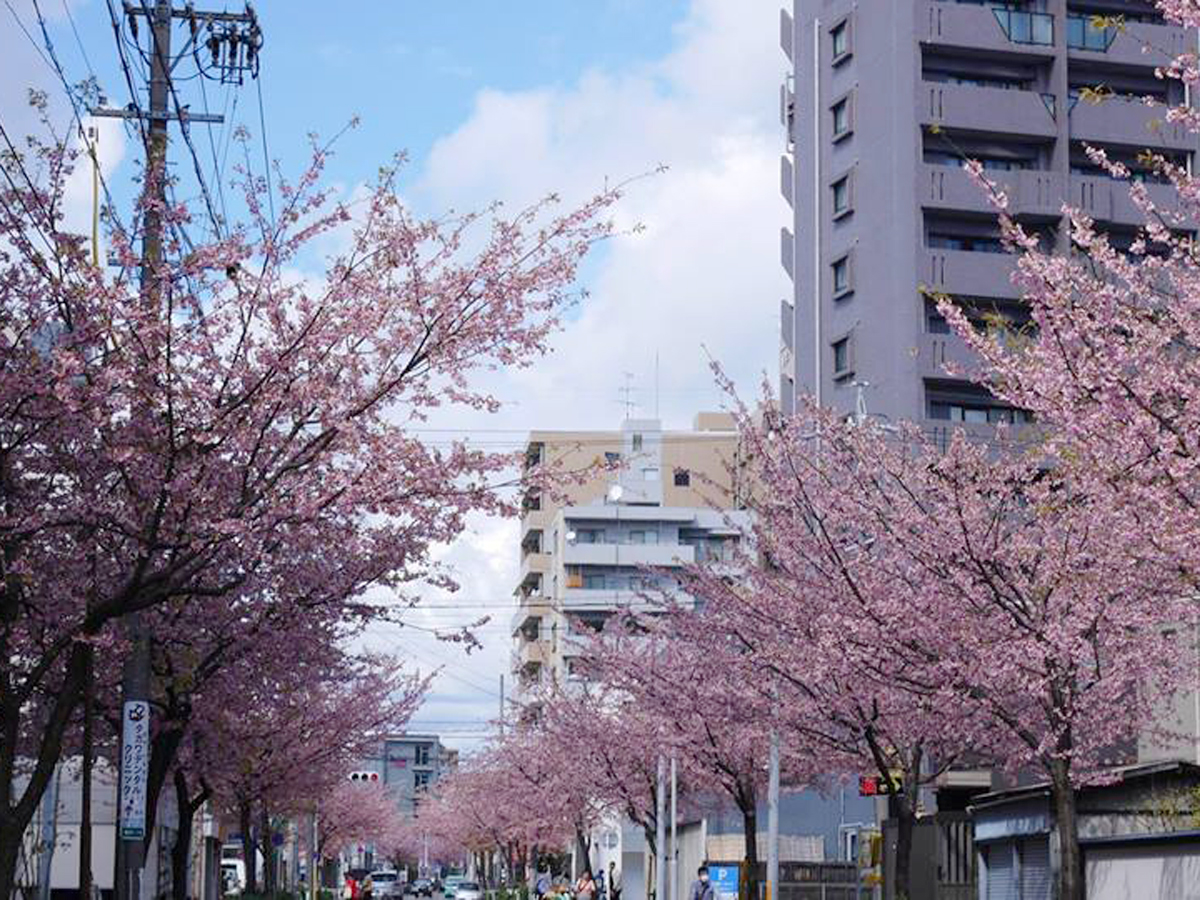 大寒樱的樱花道