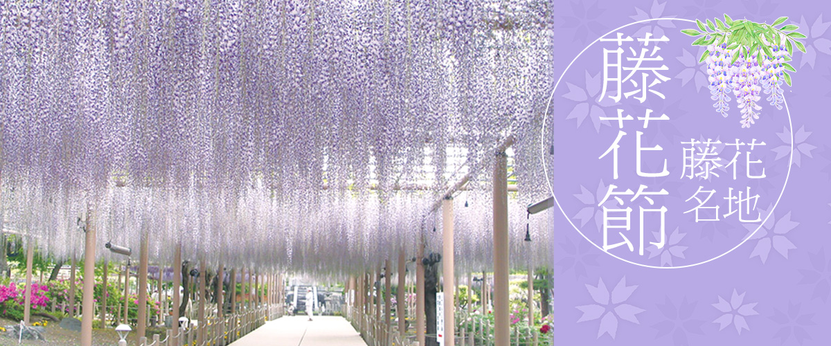 愛知的藤花節・藤花名地專題