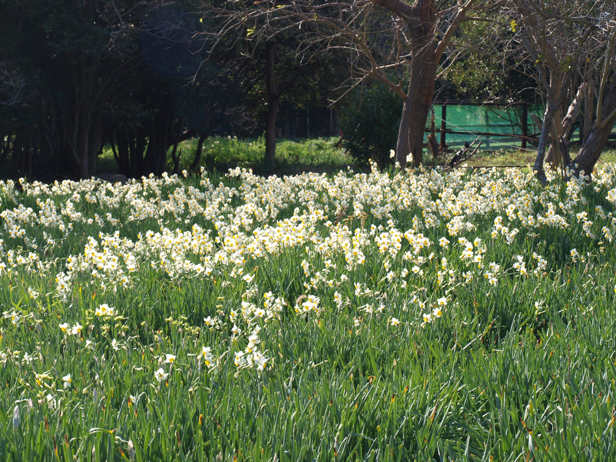 佐久島「スイセン」