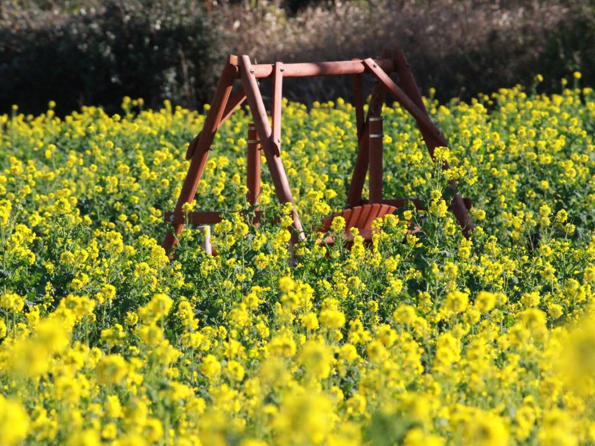 渥美半岛油菜花节
