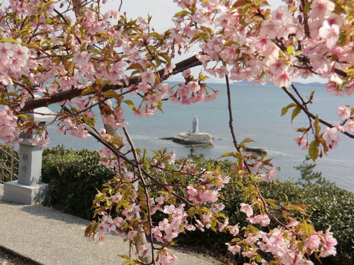 聖崎公園の河津桜