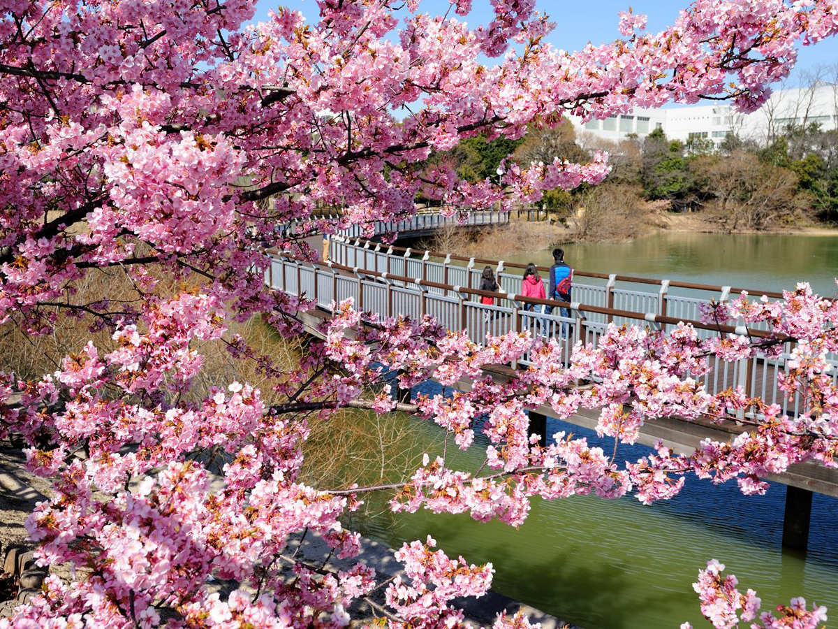 二ツ池公園河津桜