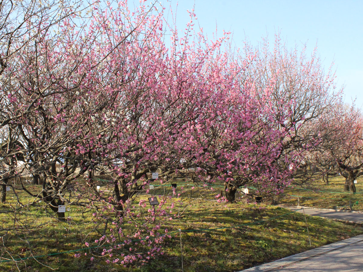 いなざわ梅まつり