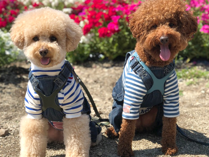 観光農園花ひろば