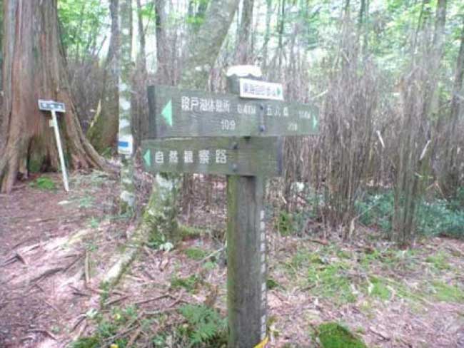 段戸自然観察教育林コース