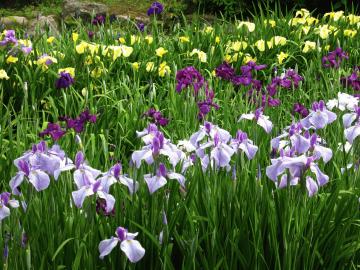 鶴舞公園　花まつり