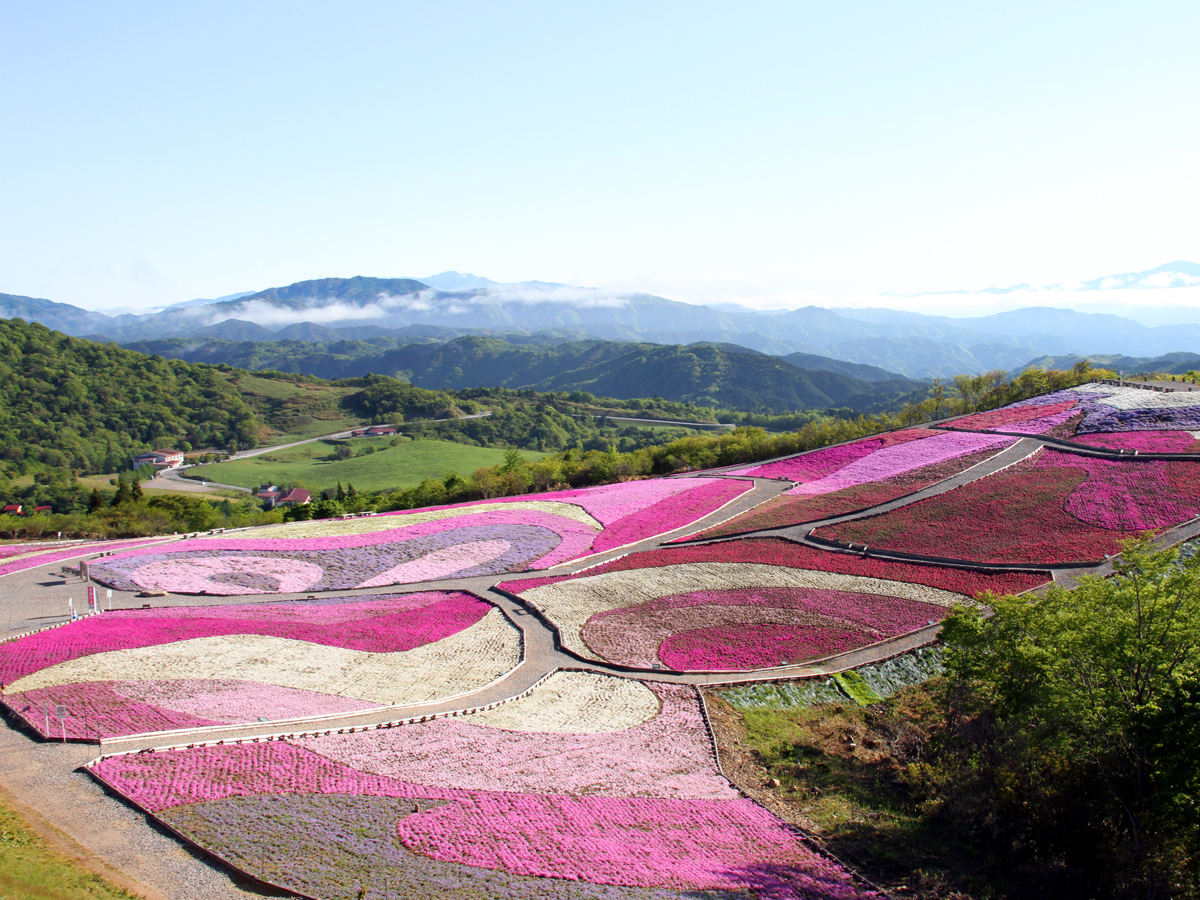 春の茶臼山高原（イベント）