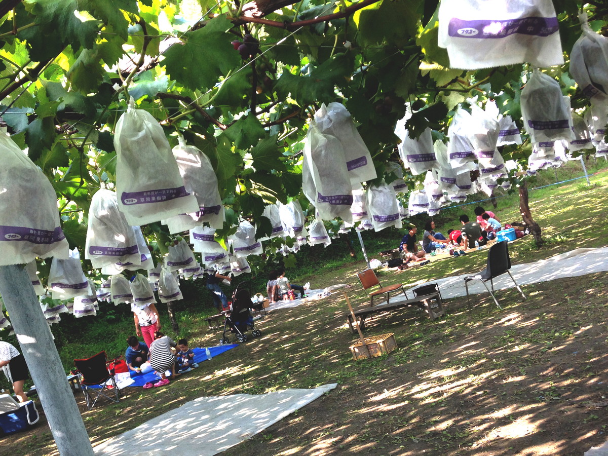 岡崎駒立ぶどう狩り