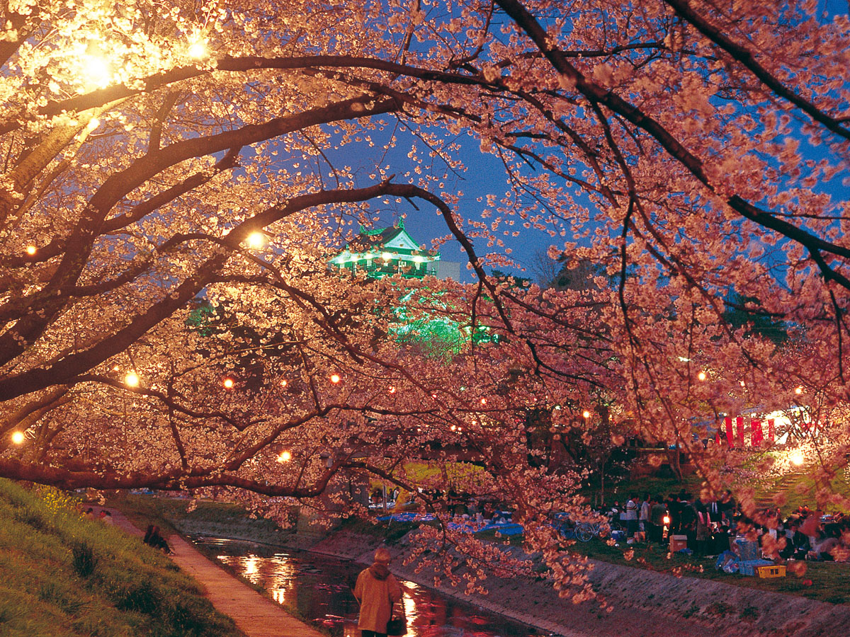 Okazaki Cherry Blossom Festival