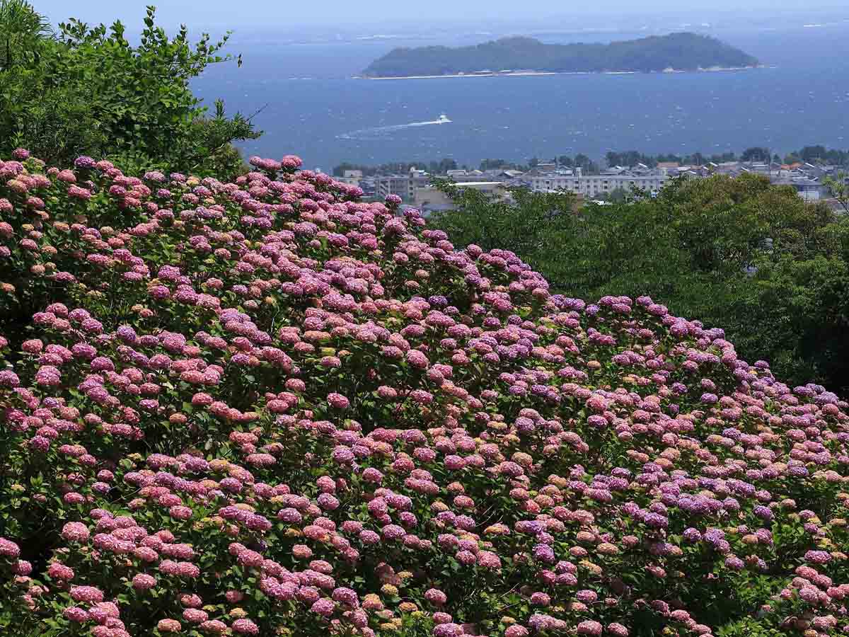 形原溫泉紫陽花節