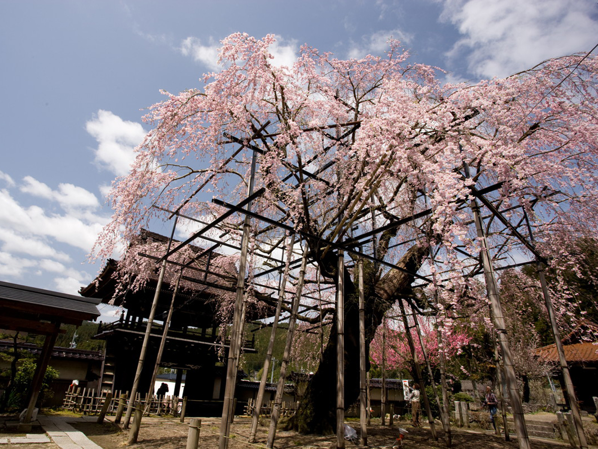 瑞龍寺のしだれ桜
