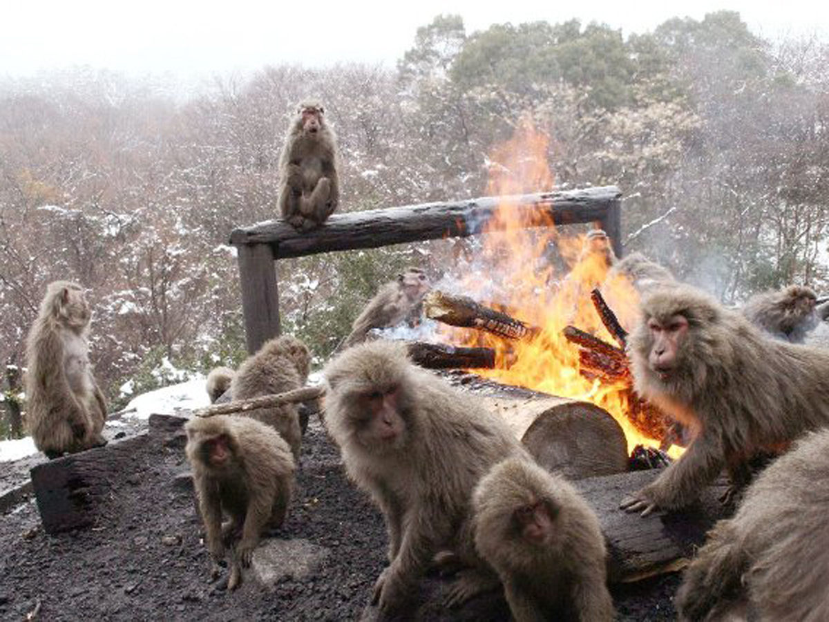 日本モンキーセンター