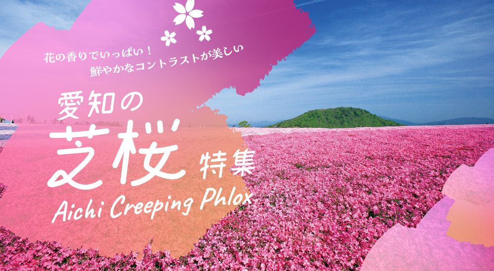 愛知の芝桜特集