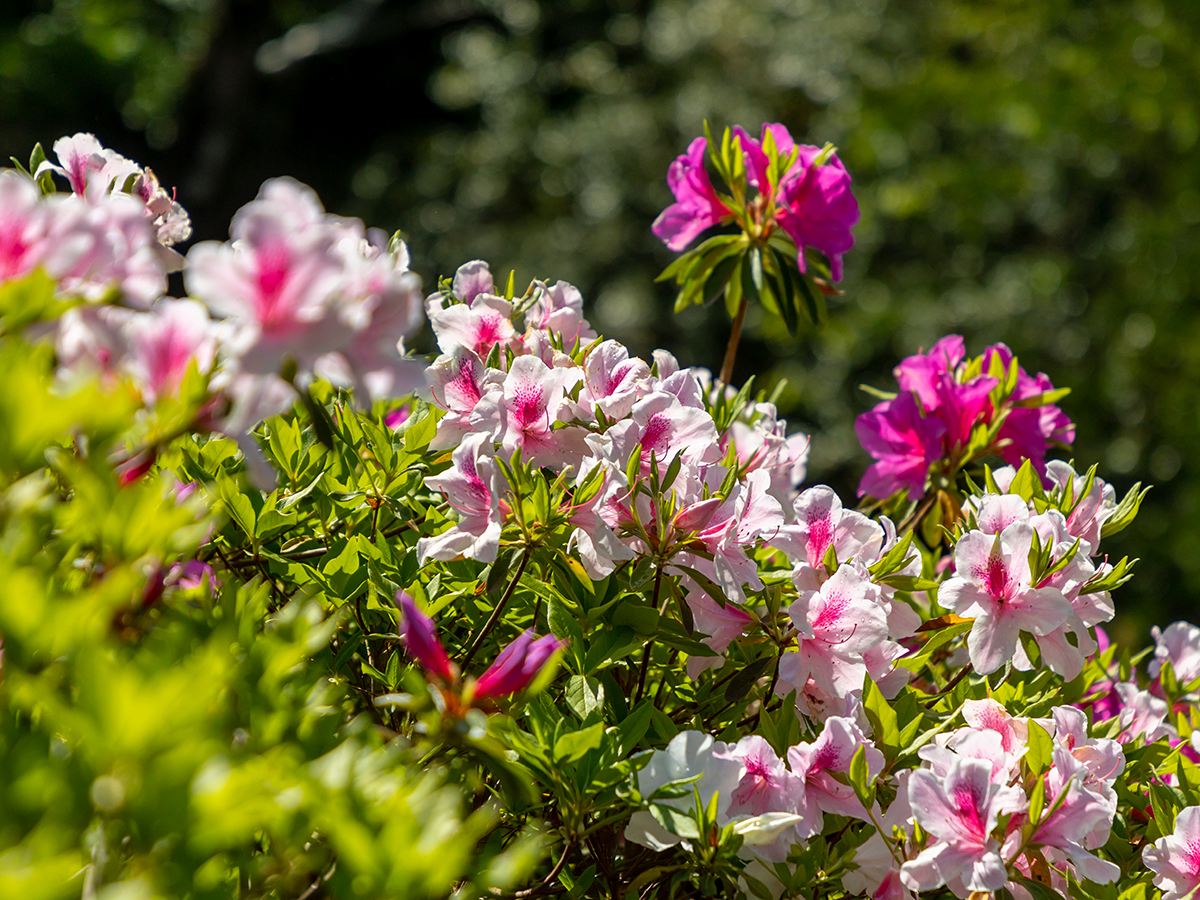 東山動植物園のつつじ