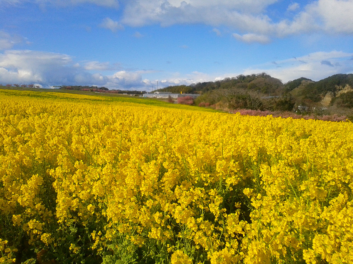 観光農園花ひろば