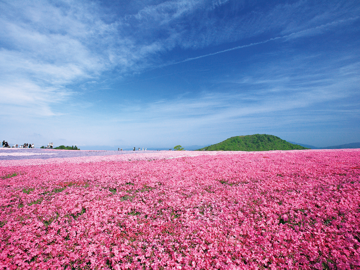 芝桜まつり（茶臼山高原）