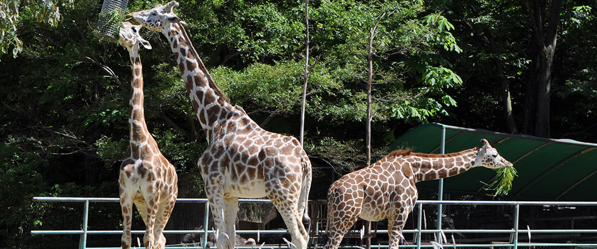 爱知县的万物生灵