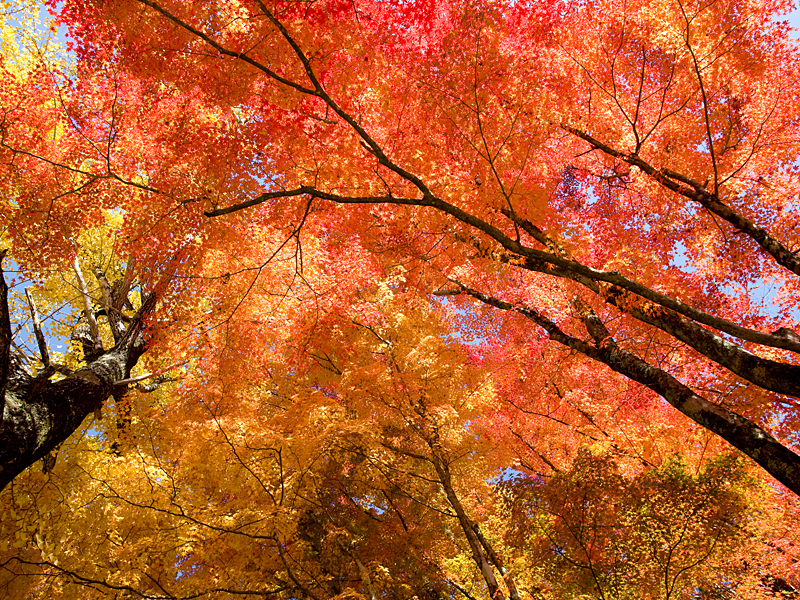 大井平公園紅葉節