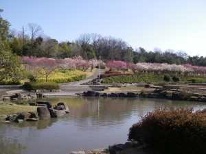 大高绿地　花梅节