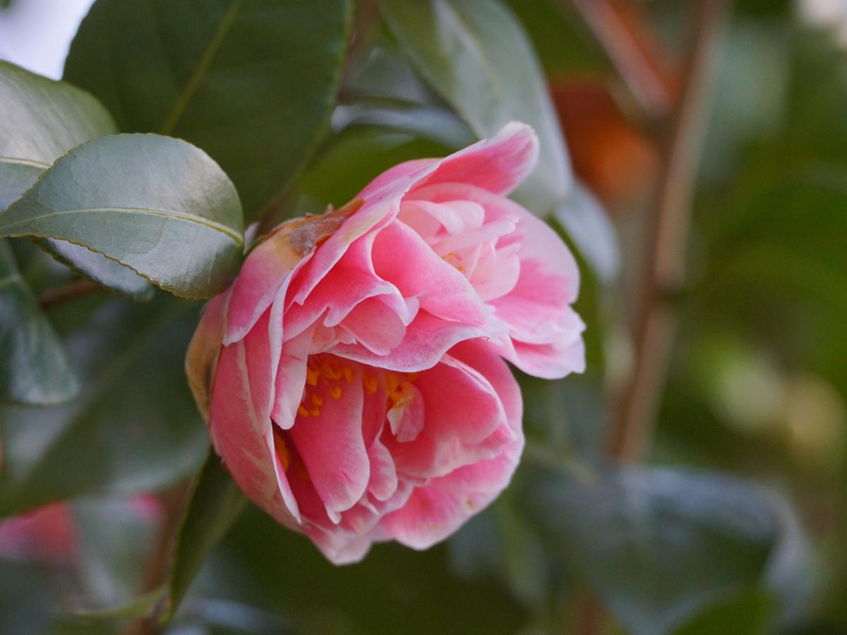 東山動植物園「ツバキ」