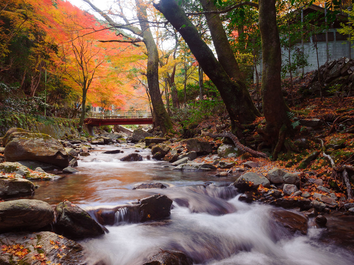 暗苅溪谷紅葉節